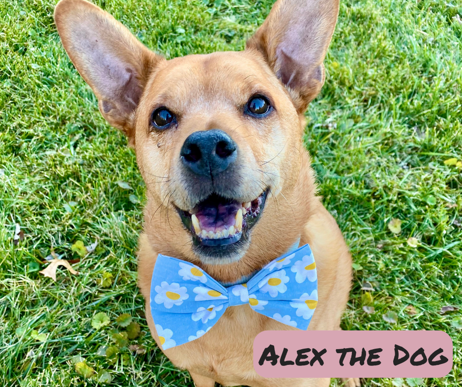 Alex Wearing Blue And Yellow Flower Bow Tie For Dogs And Cats