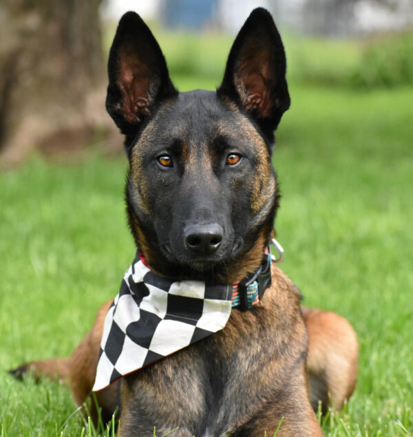 Dog Wearing Black And White Checkered Flag Pet Bandana
